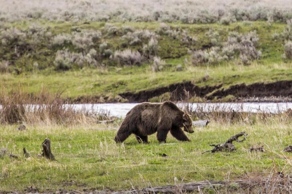 Salvarsi dagli orsi senza ucciderli