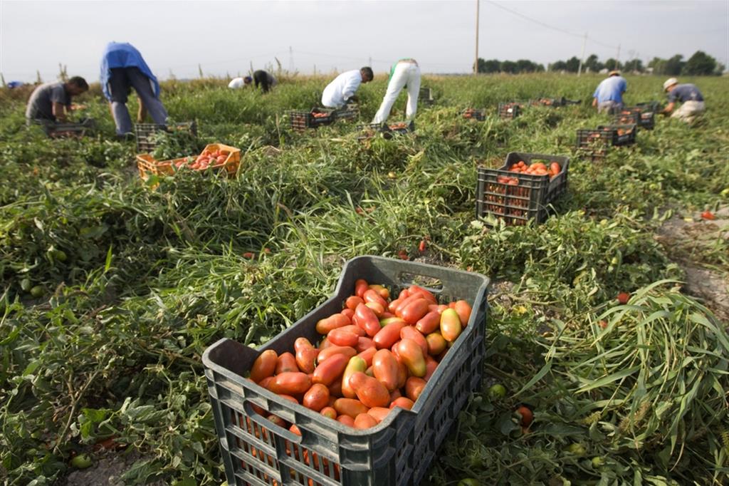 La raccolta del pomodoro nella provincia di Foggia