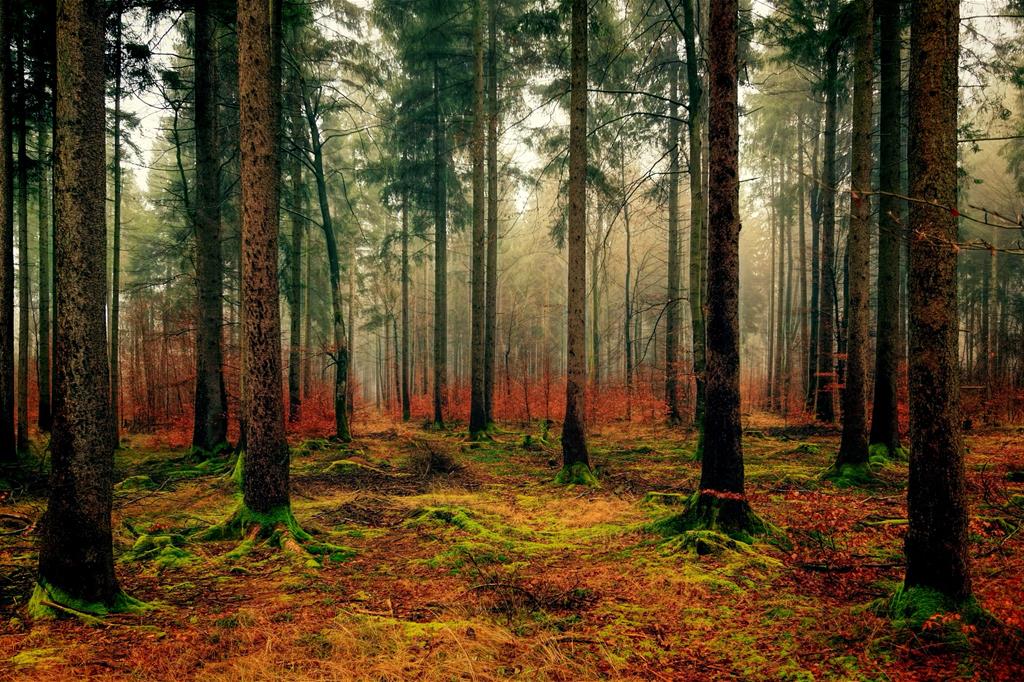 Una foresta del Nord Europa