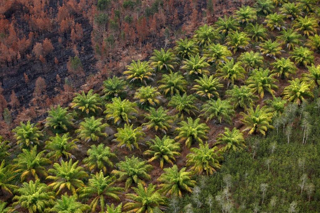 Una piantagione di olio di palma realizzata dove c'era una foresta in Indonesia