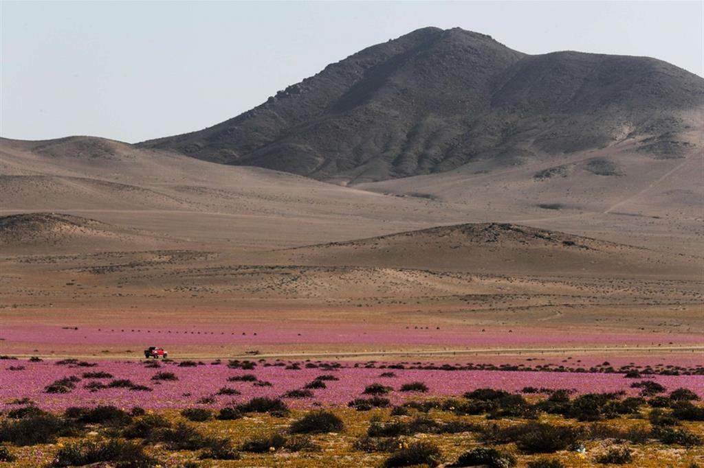 Il deserto fiorito di Atacama