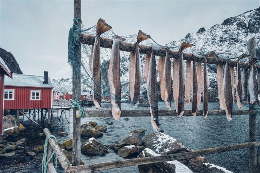 Merluzzi lasciati ad essiccare nelle isole Lofoten, in Norvegia