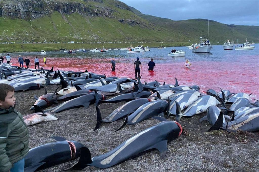 La strage di delfini alle isole Faroe