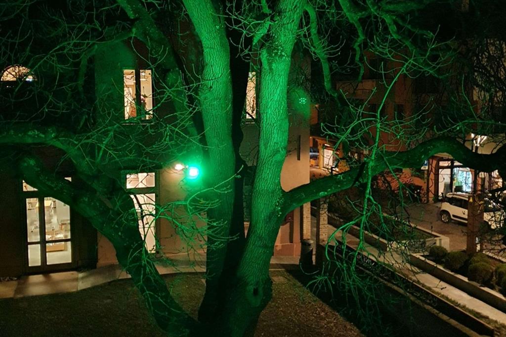 Il grande frassino tra Municipio e Biblioteca di Albinea (RE) si colora di verde