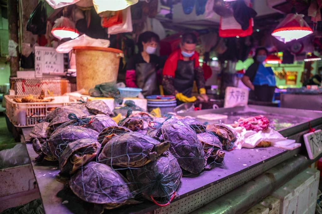 Tartarughe vive in vendita al mercato di Guangzhou, nel Guangdong