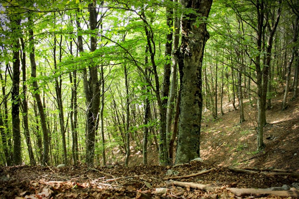 Una foresta di faggi all'interno del Parco Naturale dei Monti Aurunci