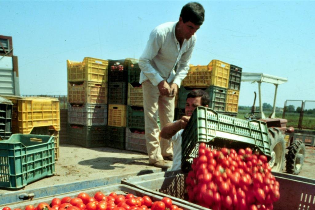 Raccolta dei pomodori in una foto d'archivio