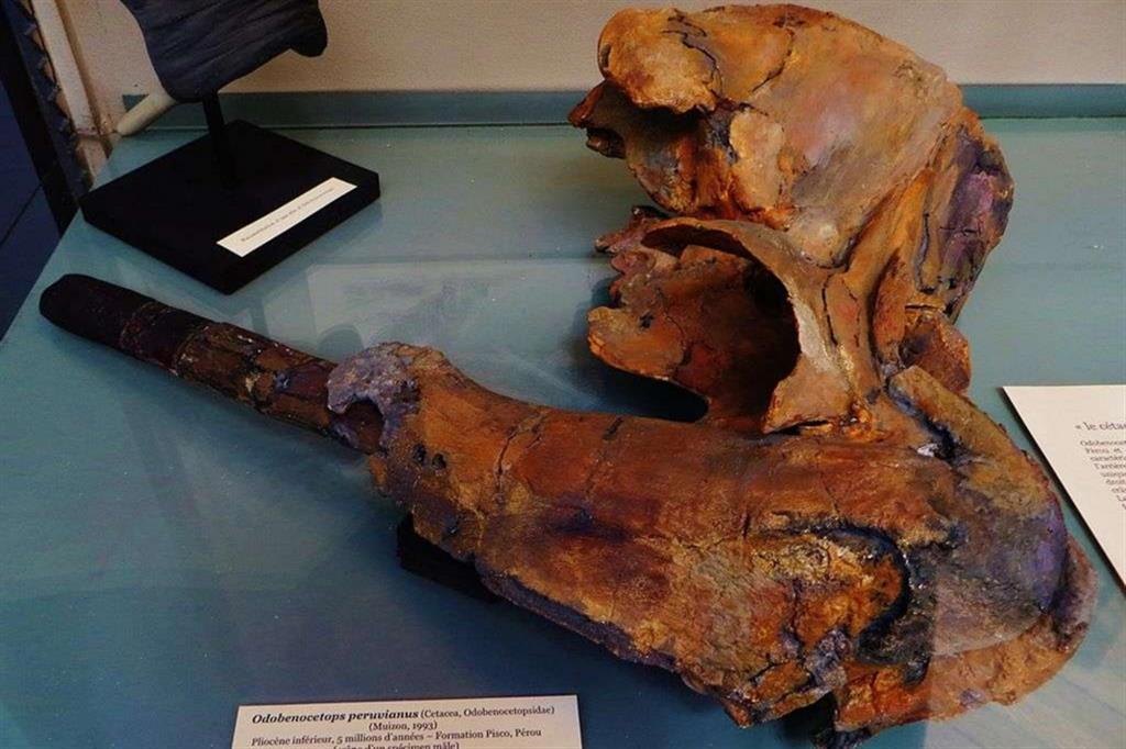 Un resto fossile di una balena ritrovata a Pisco in Perù