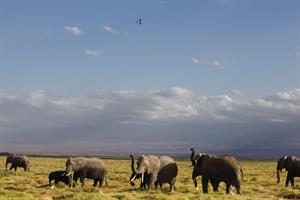 Lo Zimbabwe apre la caccia agli elefanti. «Per le casse dello Stato»