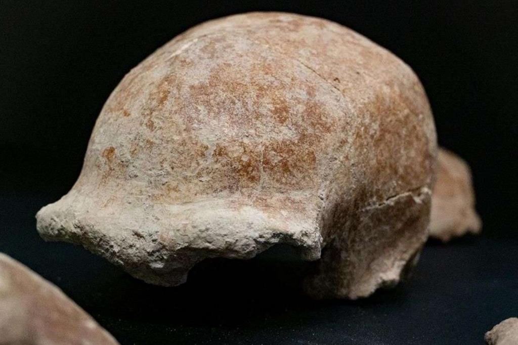 Uno dei crani di Neanderthal ritrovati al Circeo