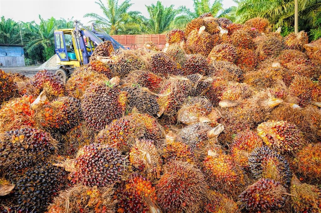 La raccolta dei frutti della palma in Malaysia