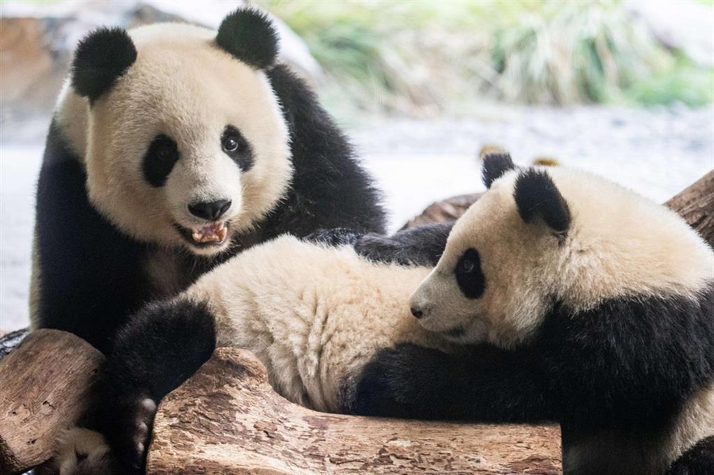 Piccoli panda nello zoo di Berlino
