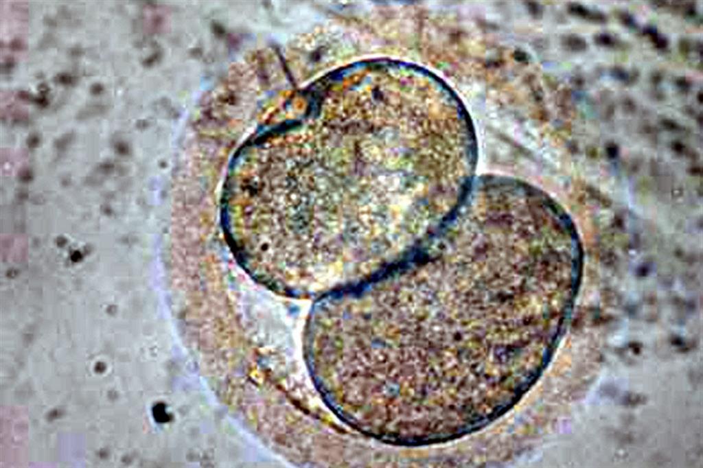 Embrione allo stato di morula