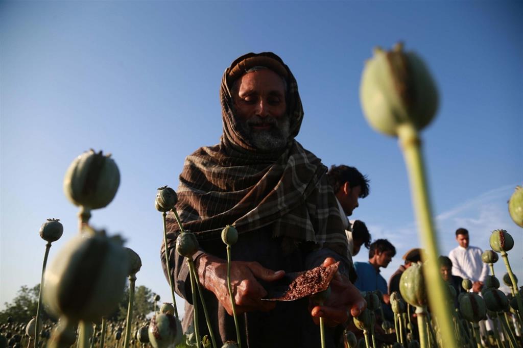 Coltivazioni di papavero da oppio in Afghanistan