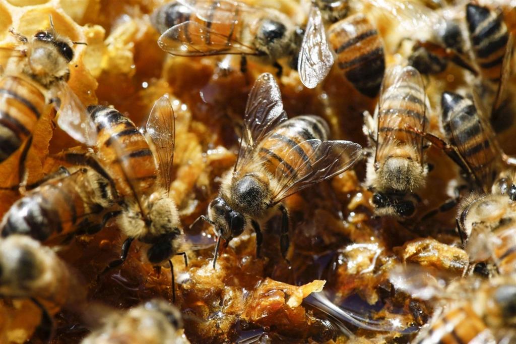 Oggi 20 maggio è la giornata mondiale delle api. A istituirla è stato l'Onu