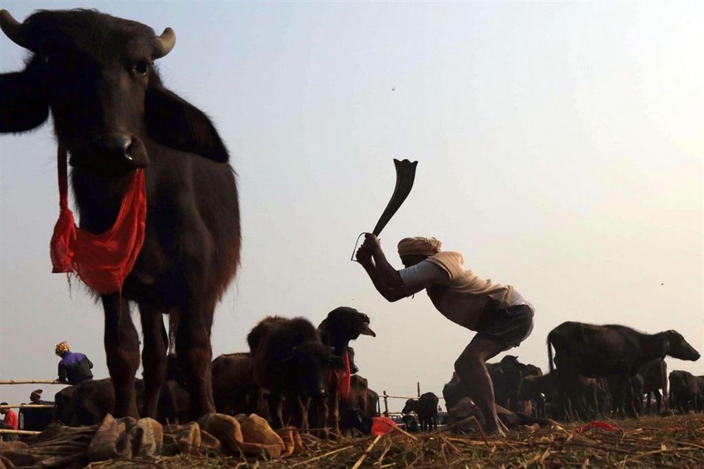 Bufali macellati crudelmente durante il festival indù del Gadhimai, nel villaggio di Bariyarpur, in Nepal