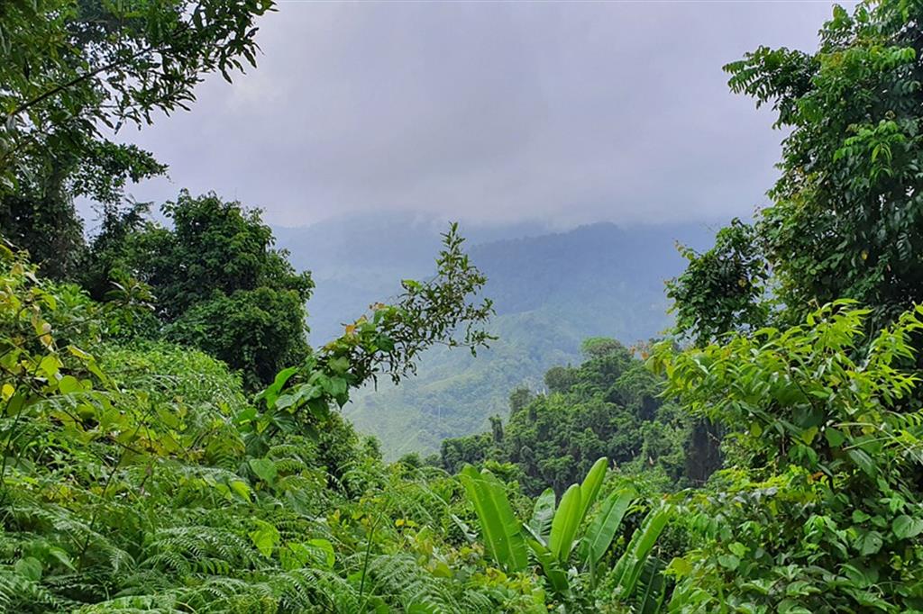 La pericolosa foresta tropicale chiamata "il tappo di Darién", tra Colombia e Panama