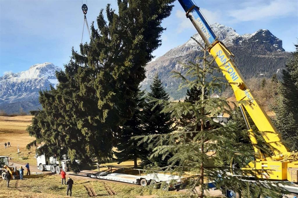 Al lavoro per caricare su una camion speciale l'albero di Natale che da Andalo è stato spedito a Roma