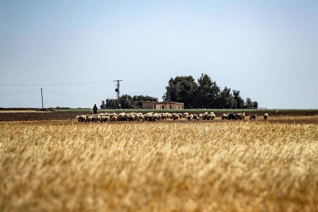 Mentre in Ucraina il grano resta fermo nei silos, in Siria (nella foto) il raccolto sarà scarso anche a causa dei cambiamenti climatici