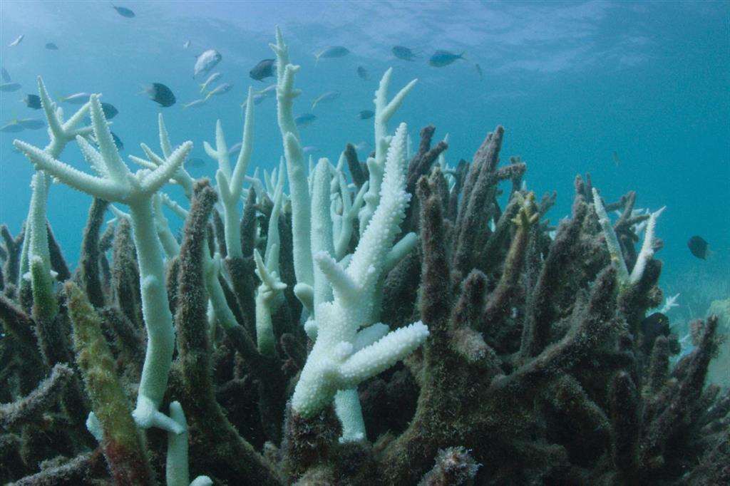 Una foto del Wwf Australia mostra la Grande Barriera Corallina colpita da sbiancamento. Si tratta di un fenomeno distruttivo che può portare alla morte gli ecosistemi attorno alle formazioni di coralli