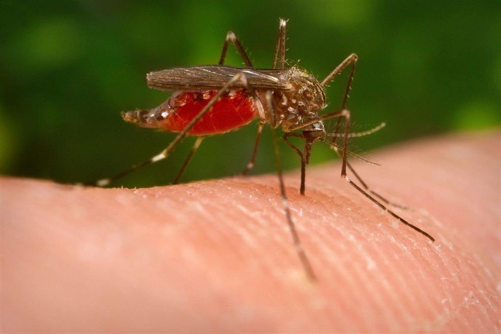 Una zanzara portarice del virus West Nilus