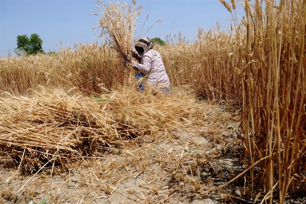 In India produzione di grano a rischio per il caldo record