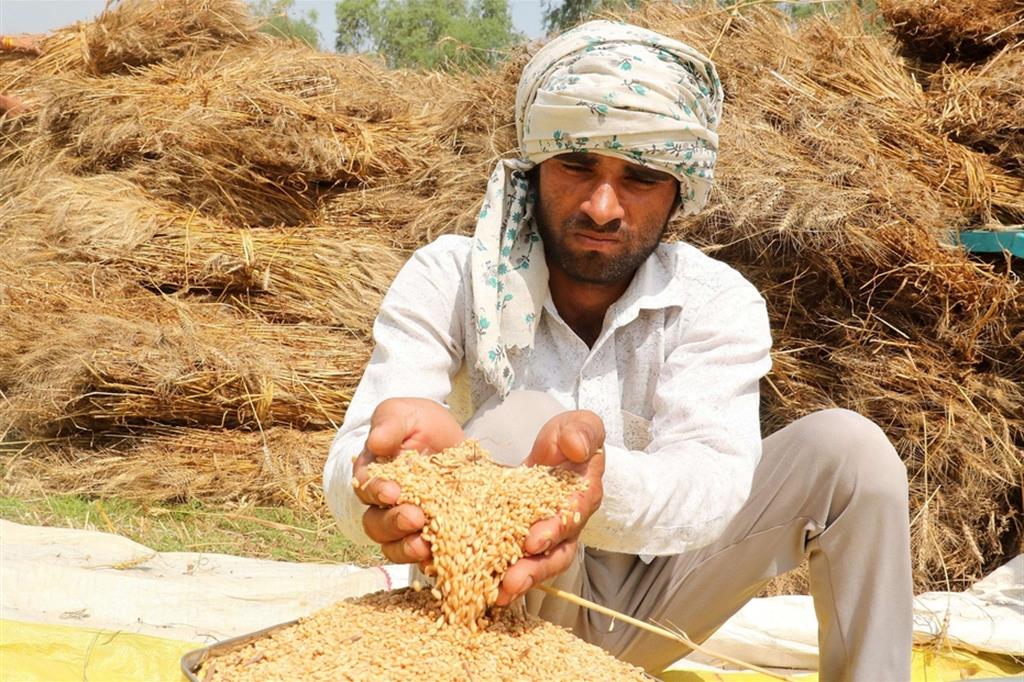 Un agricoltore indiano nei pressi di New Delhi mostra il raccolto di questo 2022
