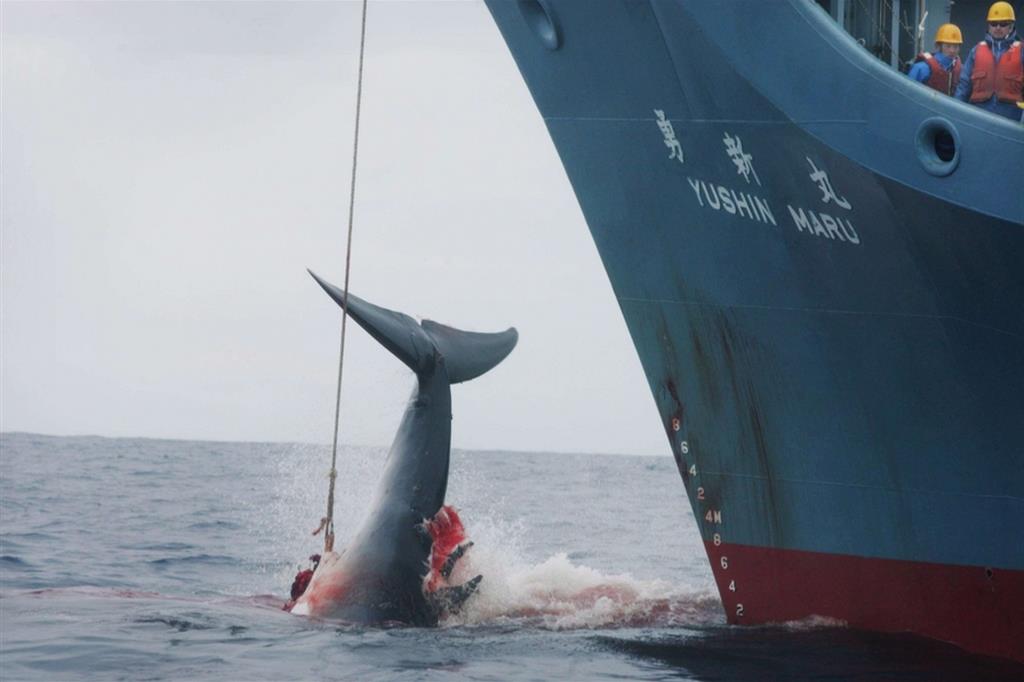 Il Giappone continuerà a cacciare le balene