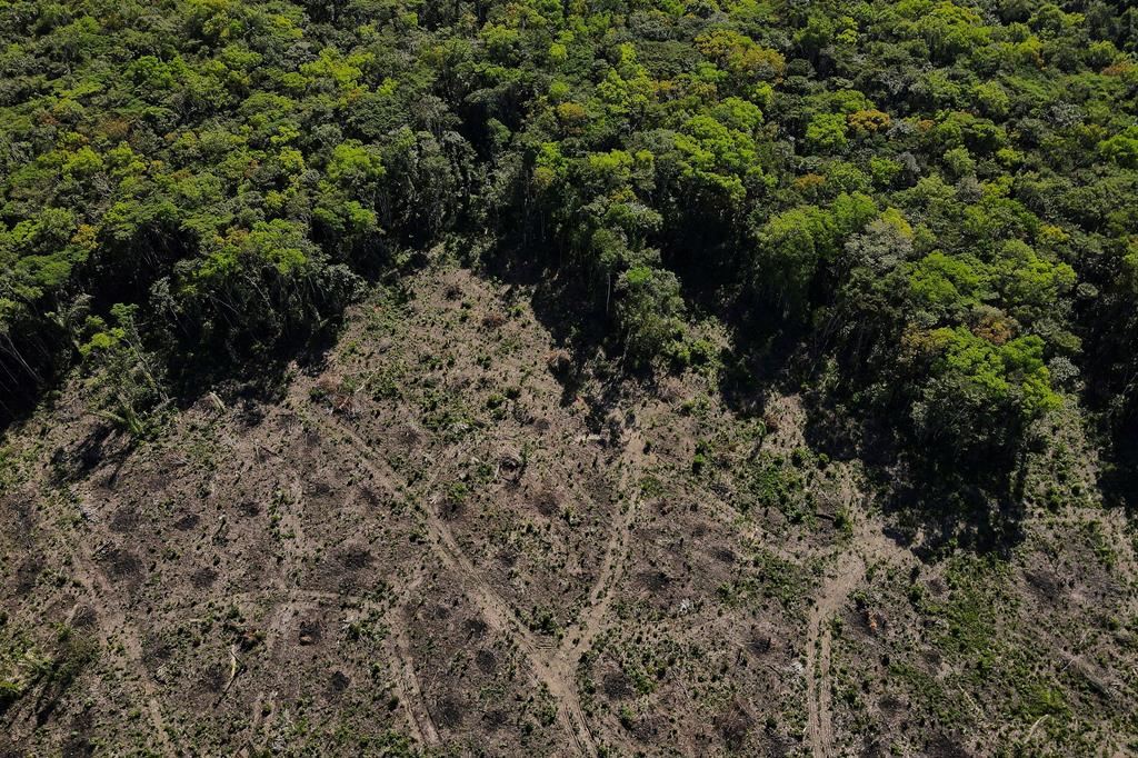 Continua ad aumentare la distruzione della foresta