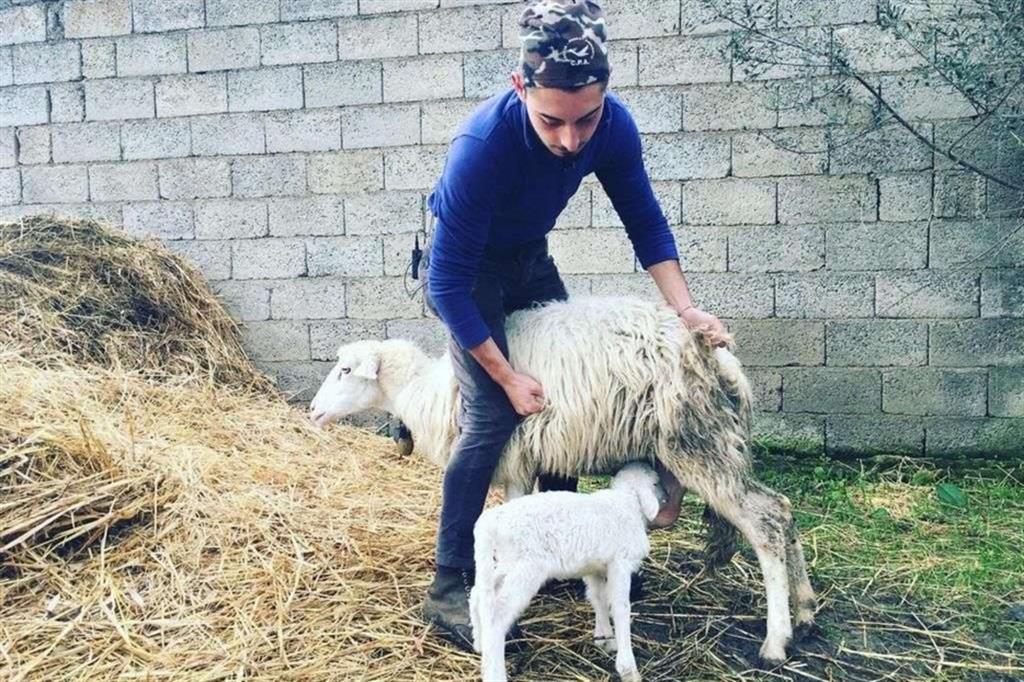 Il giovane Simone con le sue pecore