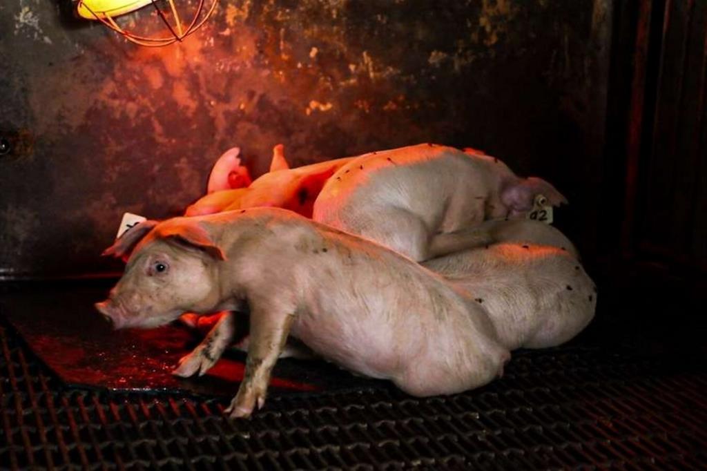 Condizioni pessime in un allevamento di maiali in Messico