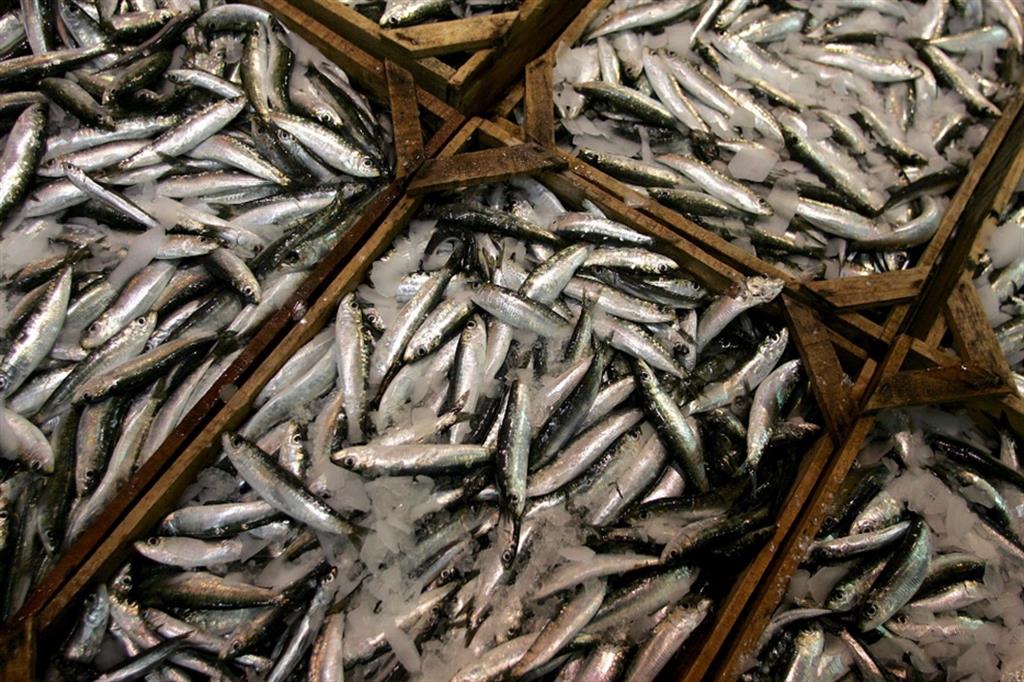 Ogni anno il 10% del pesce catturato in natura in tutto il mondo è scartato poco dopo la pesca