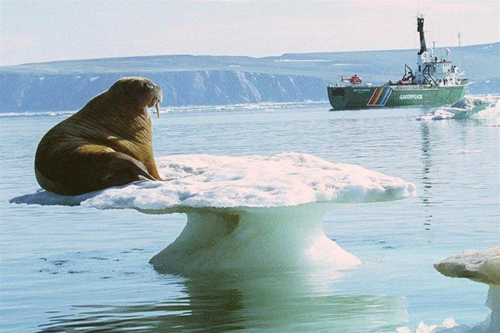 Un tricheco sopra un iceberg in scioglimento e una nave di Greenpeace, nel Mar Glaciale Artico