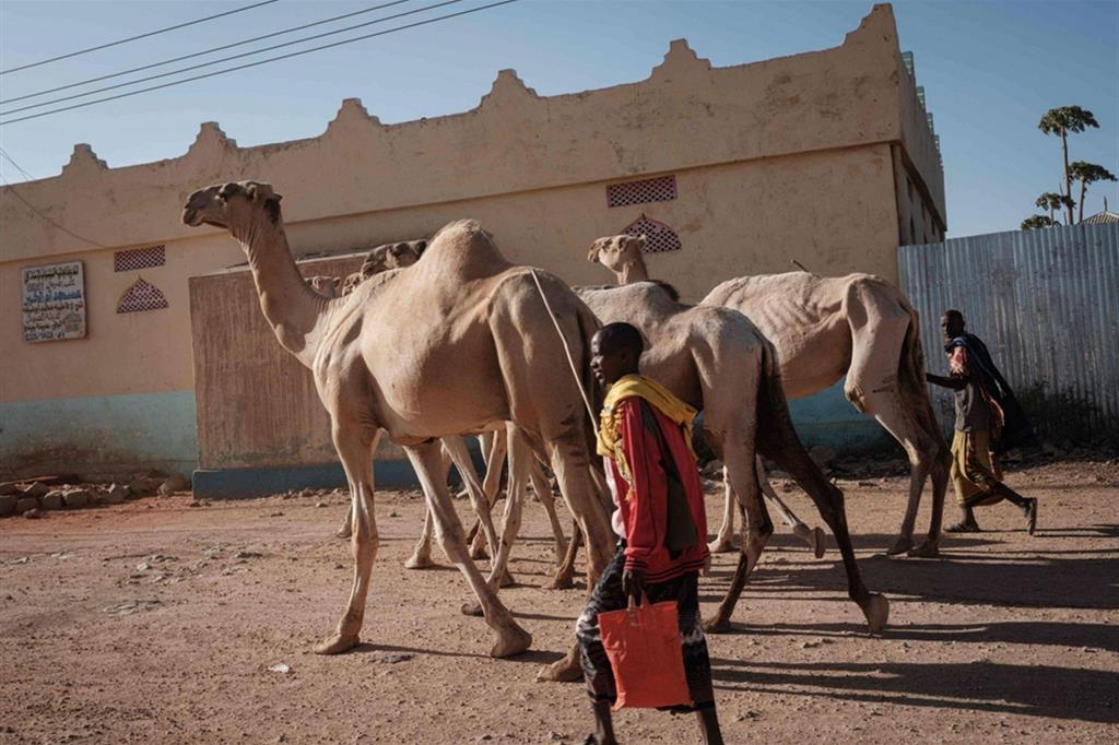 Due uomini con dei cammelli visibilmente dimagriti a Baidoa, in Somalia - Ansa