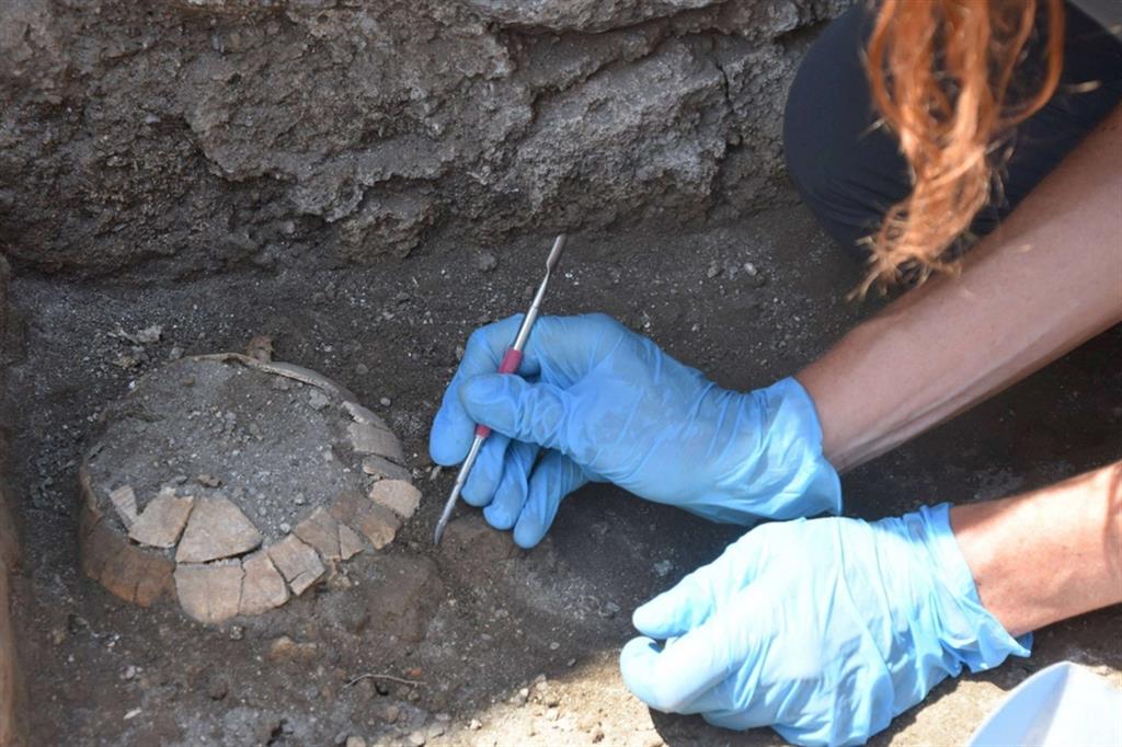 La tartaruga di terra ritrovata a Pompei