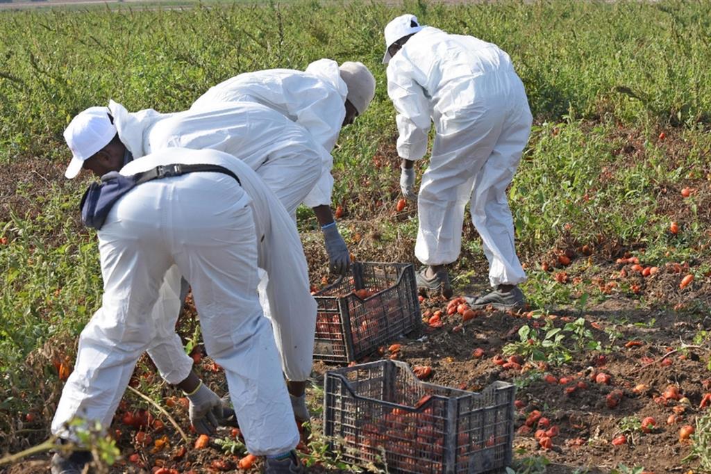 Raccoglitori di pomodori del gruppo Megamark di Trani, che ha aderito alla prima filiera etica contro il caporalato