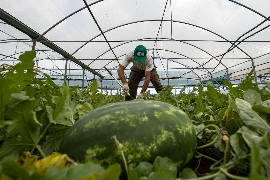 I lavoratori dell’agricoltura e quelli domestici sono le due categorie interessate dalla regolarizzazione straordinaria partita nell’agosto 2020