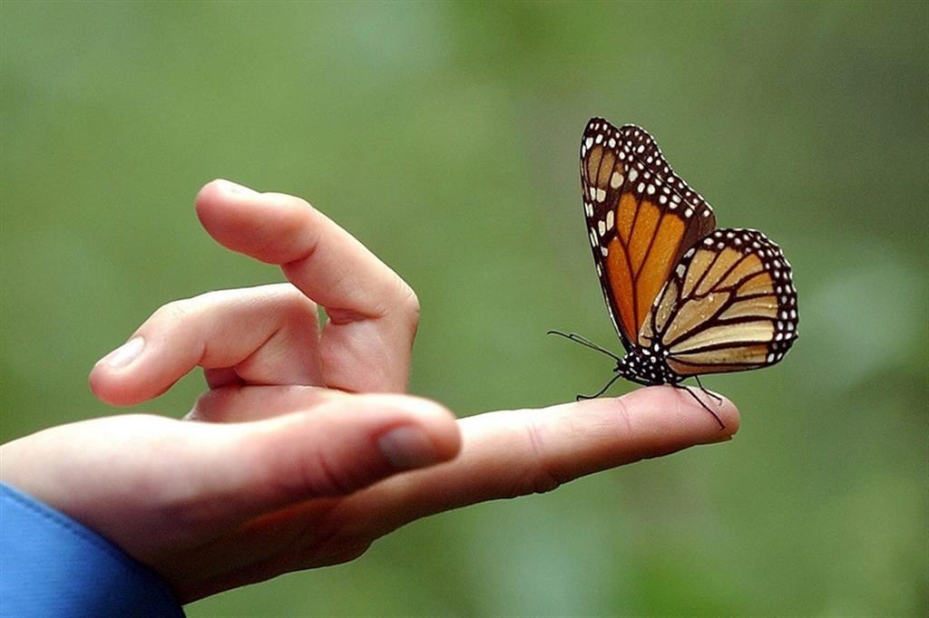 Il parco che ospita le farfalle Monarca in Texas è stato chiuso