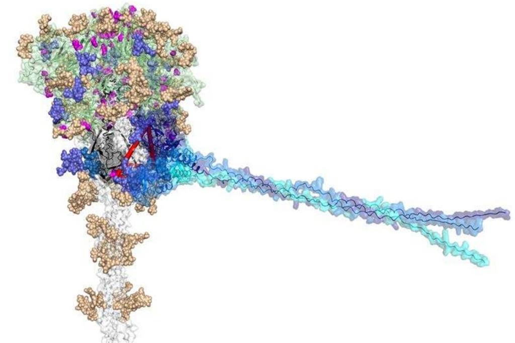 Un modello dell’interazione tra la proteina Spike della variante Omicron e MBL, la molecola dell’immunità innata oggetto della ricerca pubblicata su Nature Immunology. Il modello mostra l’interazione tra MBL (in blu e azzurro) e la proteina Spike di SARS-CoV-2. Le mutazioni della variante Omicron, segnate in rosso, non sono presenti nei siti di interazione con MBL: questo suggerisce che le proprietà antivirali di MBL sono conservate verso questa variante