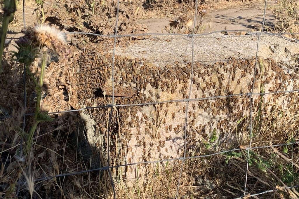 La devastazione provocata dalle cavallette sui terreni in Sardegna