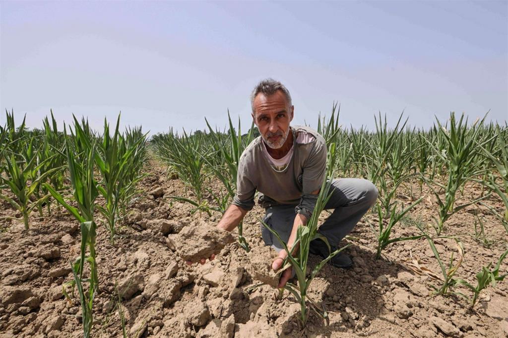 Stefano Lanzoni mostra un suo terreno. I campi di mais sono andati bruciati per la siccità, nel Cremonese