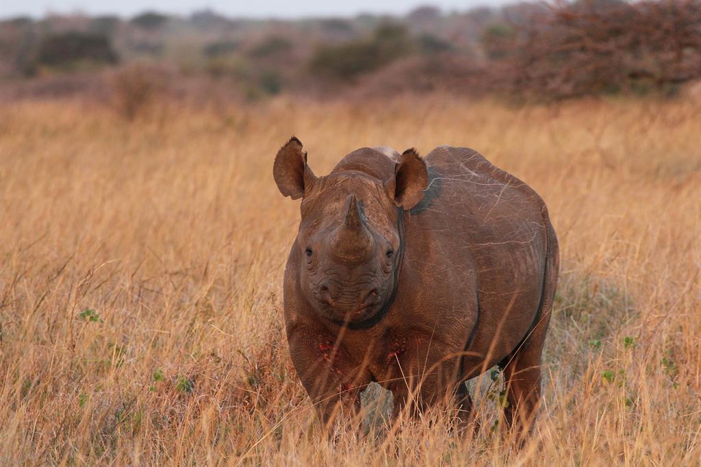 Un raro esemplare di rinoceronte nero fotografato in Sudafrica