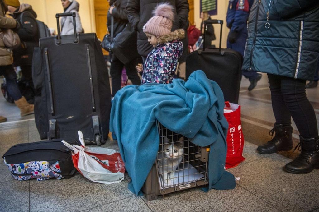 Un gatto nel trasportino è appena arrivato con la sua famiglia umana nella stazione ferroviaria di Budapest dopo un lungo viaggio in treno da Kiev - Ansa