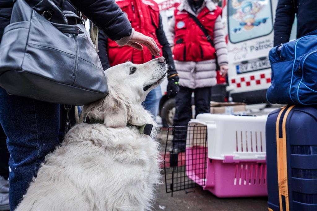 Tante carezze per tranquillizzare un cane fuggito con la sua famiglia umana da Kiev e arrivato al confine tra Ungheria e Romania - Ansa
