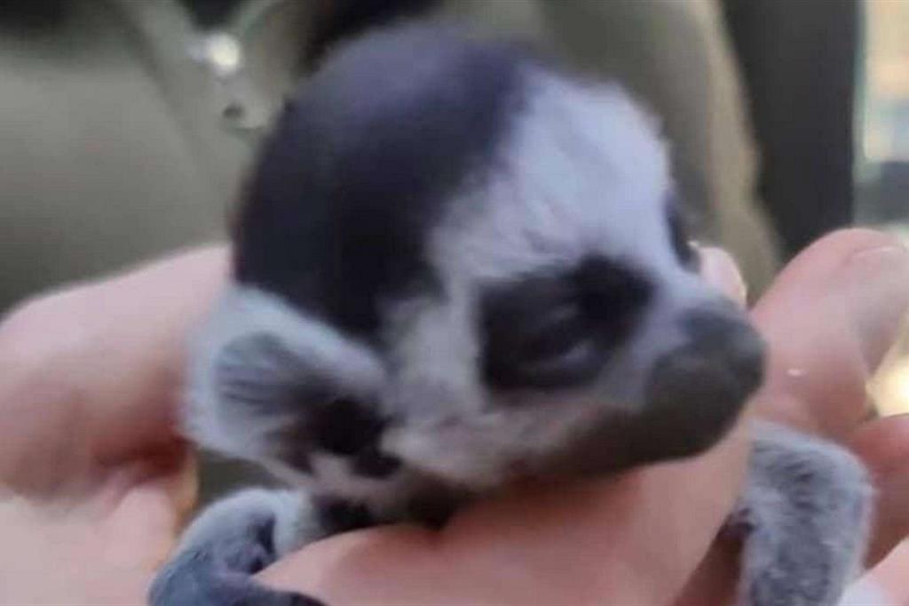 Un piccolo lemure nato nel "Feldman Ecopark" di Kiev durante i bombardamenti.  L'animale è stato chiamato Bayraktar, come i droni utilizzati dall'esercito ucraino - Ansa