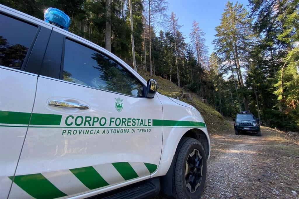 Gli uomini della Forestale nei boschi attorno a Caldes, dove il giovane Andrea Papi è stato aggredito e ucciso da un orso lo scorso 5 aprile