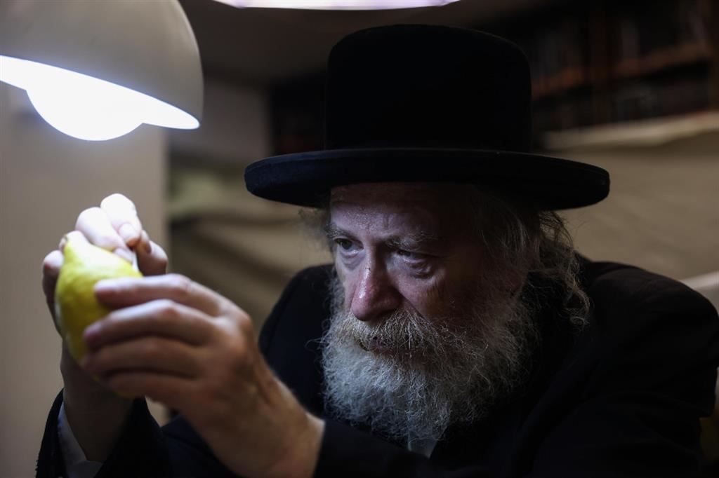 Un ebreo ultraortodosso a Gerusalemme ispeziona un cedro per la festa di Sukkot