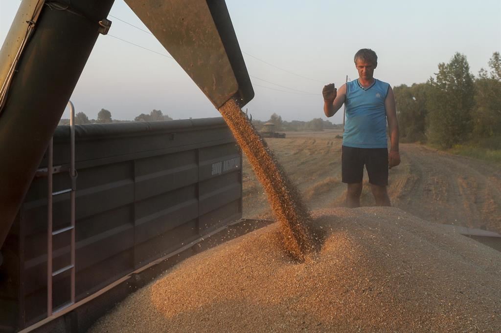 A Mykolaiv è crollata la produzione del grano