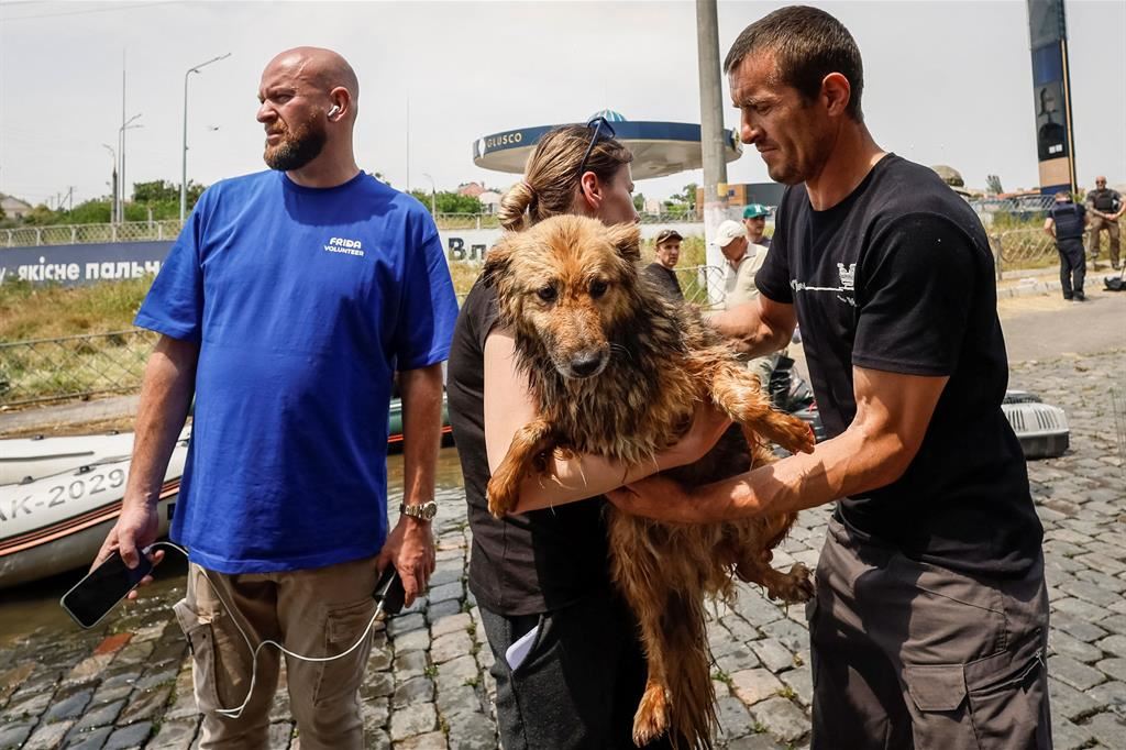 Un cane salvato dall'acqua - Reuters