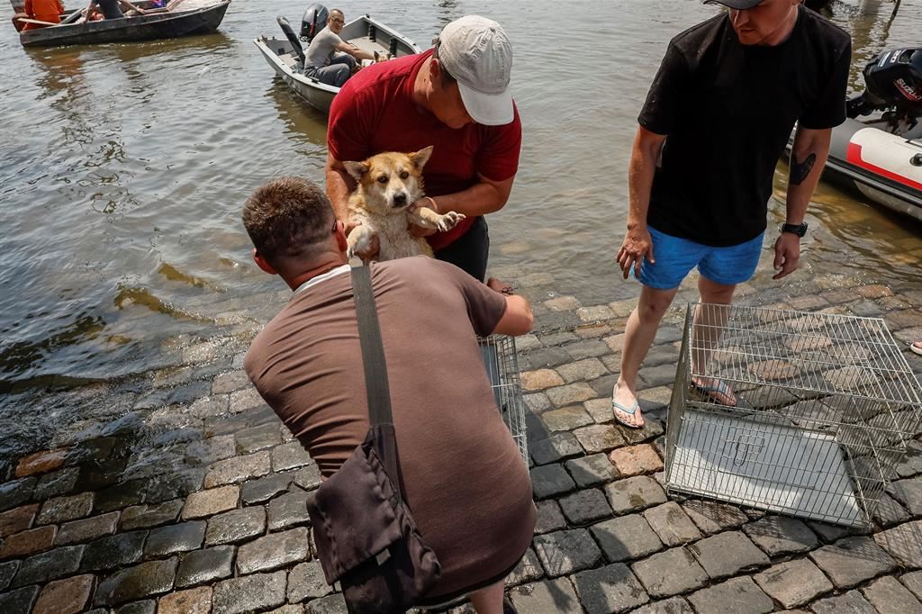 Il salvataggio di un cane - Reuters